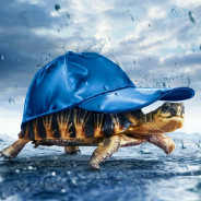 Turtle In Blue Cap