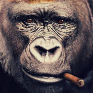 Gorilla Smoking Cigar