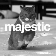Majestic Casual Cat
