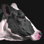 Holstein Cow