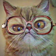 Cat With Glasses