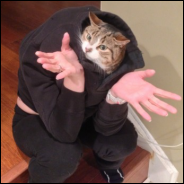 Hoodie Cat Shrug