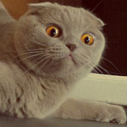 Shocked Scottish Fold Cat