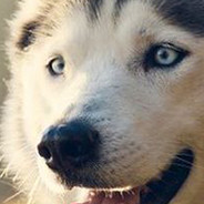 Husky Close Up