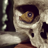Moth In Skull