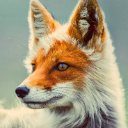 Red Fox Portrait