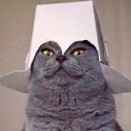 Cat In Paper Hat