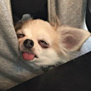 Derpy Chihuahua