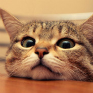 Curious Peeking Cat