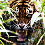Snarling Tiger