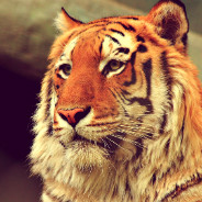 Bengal Tiger