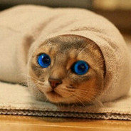 Blanket Burrito Cat