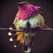 Hummingbird