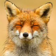 Content Red Fox