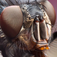 Housefly Close Up