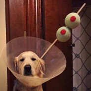 martini dog