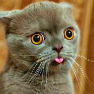 Shocked Grey Cat